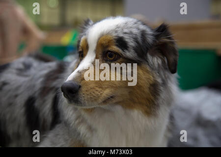 Birmingham, UK, 8. März 2018, Australian Shepherd nimmt an der Crufts vom Kennel Club, die am Birmingham NEC geöffnet dargestellt. Die jährlichen größten Hundeausstellung der Welt, in der über 22.000 Hunde für den weltberühmten Titel der Crufts Best in Show Champion konkurrieren. Es gibt auch Hunderte von Handel steht mit Alles für Hunde- Liebhaber zu durchsuchen. Wer einen Welpen kaufen können über 200 verschiedene Hunderassen an der entdecken Hund treffen. Die Show läuft noch bis zum 11. März 2018 und ist ein lustiger Familienausflug © Keith Larby/Alamy leben Nachrichten Stockfoto