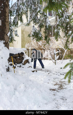 Croton-on-Hudson, NY, USA, 8. März 2018. Sie Graben vom größten Schneesturm in den Jahren, die der suburban Westchester County New York Stadt Croton-on-Hudson mit bis zu 13,5-Zoll Schnee begraben. Quelle: Marianne Campolongo/Alamy Leben Nachrichten. Im mittleren Alter Mann bei der Schneeräumung durch die Äste eines Norwegen gerahmte Baum Picea abies Fichte. Modell und Eigentum Versionen für bestimmte Verwendungszwecke verfügbar, siehe optionale Informationen und Alamy kontaktieren Sie mich, wenn Sie dies für andere zu verwenden als redaktionelle verwenden möchten. Stockfoto