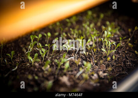 Microgreens angebaut werden Stockfoto