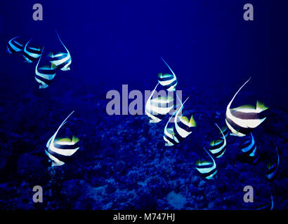Diese Gruppe von Erwachsenen Schulbildung Wimpelfische (Heniochus diphreutes: 15 cms.) Fütterung auf Zooplankton in der Nähe von einem Korallenriff. Die wimpelfische Teil des Common Name ist da vorn an der Rückenflosse länglich ist und kehrt zurück in einem langen weißen Haar - wie ein Banner. Die Art ist weit verbreitet in der indopazifischen Region, einschließlich das Rote Meer und den Persischen Golf. Während die Jungtiere bleiben in der Nähe der Unterseite, wo sie manchmal als Reiniger Fisch handeln, Erwachsene versammeln sich in erheblichen Gruppen höher in der Wassersäule, wo Sie die meiste Zeit des Tages Fütterung verbringen. Im ägyptischen Roten Meer fotografiert. Stockfoto