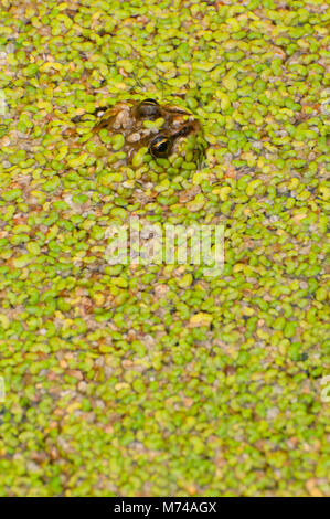 Columbia entdeckt Frosch, Revelstoke National Park, Britisch-Kolumbien, Kanada Stockfoto