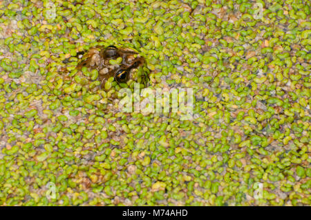 Columbia entdeckt Frosch, Revelstoke National Park, Britisch-Kolumbien, Kanada Stockfoto