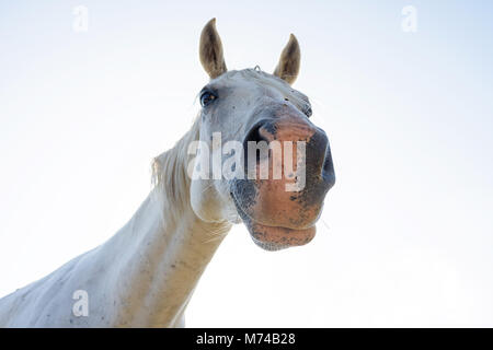 Weißes Pferd Kopf Nahaufnahme Porträt Stockfoto