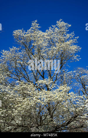 Hartriegel Bäume blühen in den kleinen North Florida Stadt Fort Weiß. Stockfoto