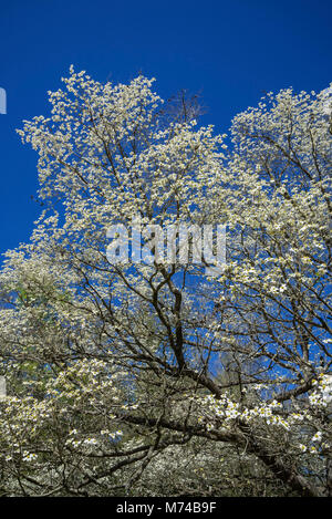 Hartriegel Bäume blühen in den kleinen North Florida Stadt Fort Weiß. Stockfoto