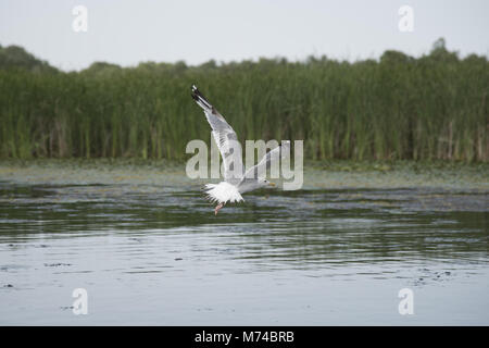 Möwe, Theiß-See, Ungarn Stockfoto