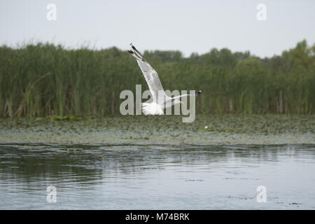 Möwe, Theiß-See, Ungarn Stockfoto