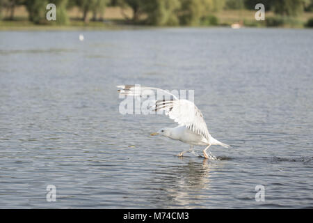 Möwe, Theiß-See, Ungarn Stockfoto