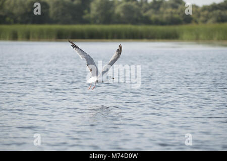 Möwe, Theiß-See, Ungarn Stockfoto