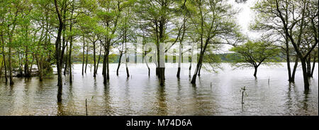 Furnas. São Miguel, Azoren. Portugal Stockfoto