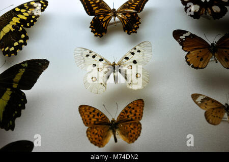 Adalberto Pombo Museum. Vila do Porto Santa Maria Insel. Azoren, Portugal Stockfoto