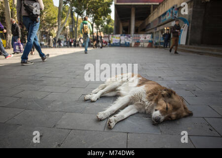 Ein streunender Hund liegt auf der Straße den armen Welpen im Sommer Stadt entspannen Stockfoto