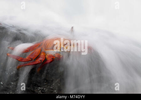 Eine Welle spült über Sally Lightfoot Crab, Graspus graspus, auf der Suche nach Algen in der Gezeitenzone zu speisen, Isla Santa Cruz, Galapagos, Equad Stockfoto