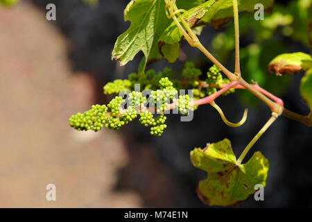 Trauben in den Weinbergen in Lava Wände bei Criação Velha. Ein UNESCO Weltkulturerbe. Pico, Azoren, Portugal Stockfoto