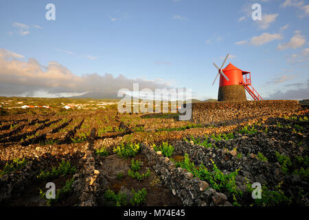 Weinberge in Lava Wände bei Criação Velha. Ein UNESCO Weltkulturerbe. Pico, Azoren, Portugal Stockfoto