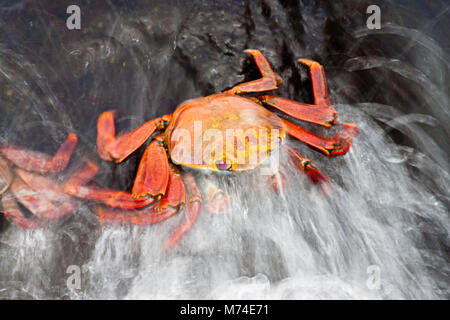 Eine Welle spült über Sally Lightfoot Crab, Graspus graspus, auf der Suche nach Algen in der Gezeitenzone zu speisen, Isla Santa Cruz, Galapagos. Stockfoto