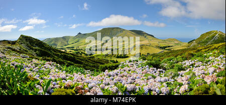 Hortensien, Insel Flores. Azoren, Portugal Stockfoto