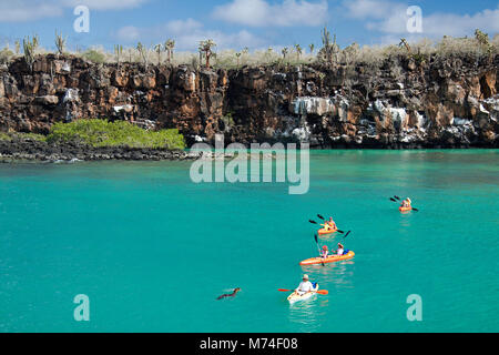 Eine Galapagos sea lion, zalophus californianus wollebacki, wirft einen Blick auf eine Gruppe von kajakfahrer (MR) Ausflüge in den Gewässern vor der Insel Santa Cruz, Ga Stockfoto