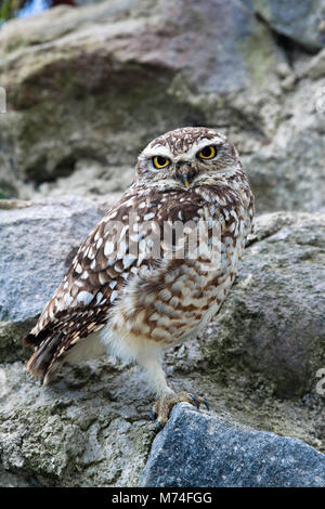 Das grabende Eule hat auch als Boden Eule, Prairie Dog Eule, Klapperschlange Eule, Howdy Eule, Kuckuck Eule, Tunnel, Eule, Gopher Owl und Hill Eule bekannt. Bu Stockfoto