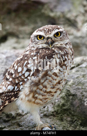 Das grabende Eule hat auch als Boden Eule, Prairie Dog Eule, Klapperschlange Eule, Howdy Eule, Kuckuck Eule, Tunnel, Eule, Gopher Owl und Hill Eule bekannt. Bu Stockfoto