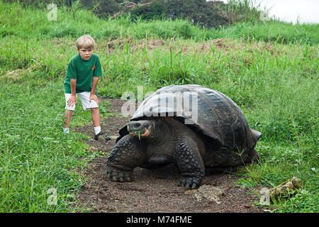 Ein Junge (MR) bekommt einen guten Blick auf die Galapagos Riesenschildkröte, Geochelone elephantopus bezeichnet, in einer Wiese auf der Insel Santa Cruz, Galápagos Archipela Stockfoto