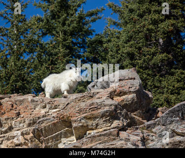 Hoch oben auf der Spitze einer Klippe die windig, aber sicheres Zuhause für Bergziegen. Stockfoto