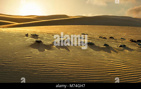 Sanddünen im berühmten natürlichen Strand von Maspalomas. Gran Canaria, Kanarische Inseln, Spanien Stockfoto