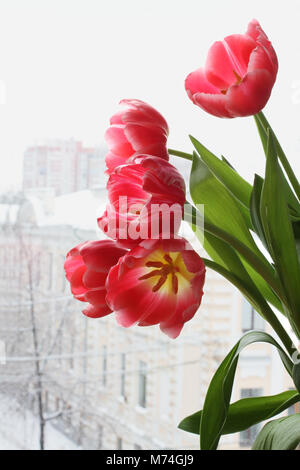 Blumenstrauß aus fünf Rote Tulpe Blumen gegen die Fenster. Straße Blick vom Zimmer aus an einem verschneiten Wintertag bewölkt Stockfoto