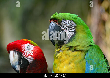 Papageien an Moody Gardens in Galveston, TX Stockfoto