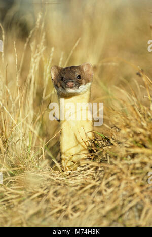 01882-00107 Long-tailed Weasel (Mustela frenata) Glacier National Park MT Stockfoto