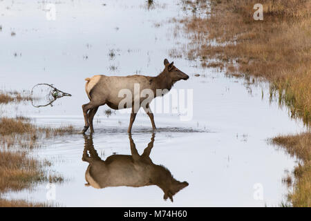 01980-02811 Wapiti (Cervus elaphaus) Kuh weibliche Kreuzung stream, Yellowstone National Park, WY Stockfoto