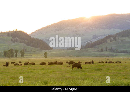 Bisons Weiden bei Sonnenuntergang im Lamar Valley während InstaMeet. Stockfoto