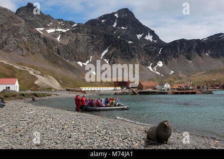 Kreuzfahrt Eco-Touristen durch Zodiac Boot am historischen Antarktische Walfangstation Grytviken Harbour South Georgia anreisen, Hooker Seelöwe auf felsigen Strand gestellt Stockfoto