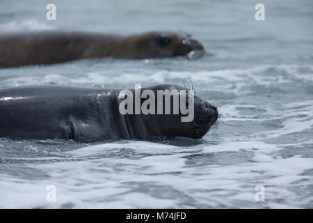 Nahaufnahme der weiblichen Seeelefanten Mirounga leonina leonina Schwimmen in Ruhe schäumenden Ozean 2. Dichtung in Soft Focus Hintergrund Fortuna Bay South Georgia Sub-Antarctic Stockfoto