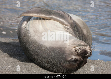 Close up weiblich See-elefant Mirounga leonina Leonina auf der Rückseite am Wasser umarmen Flipper bis zur Brust im Sonnenschein großen schwarzen Augen am Strand South Georgia Stockfoto