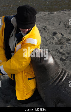 Close up Nett freundlich Jugendkriminalität weiblichen See-elefant Mirounga leonina Leonina berühren Eco tourist Mit Schnauze für Aufmerksamkeit Gold Harbour South Georgia suchen Stockfoto