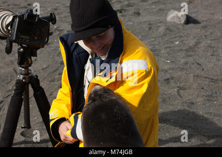 Close up Naturfotograf arbeiten mit Kamera Interaktion mit freundliches Baby Elephant seal junge Mirounga leonina leonina Gold Harbour Antarktis Stockfoto