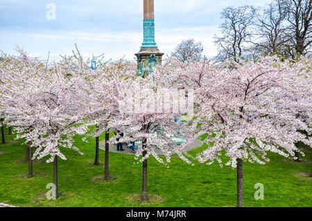 Langelinie Park in Kopenhagen mit rosa Kirschblüten Stockfoto