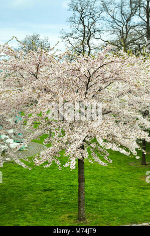 Langelinie Park in Kopenhagen mit rosa Kirschblüten Stockfoto