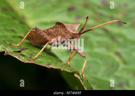 Dock Bug (Coreus Marginatus) sitzen auf dem Dock leaf. Tipperary, Irland Stockfoto