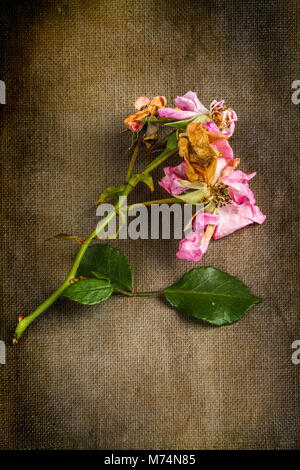 Schneiden von einem rosenbusch Stockfoto