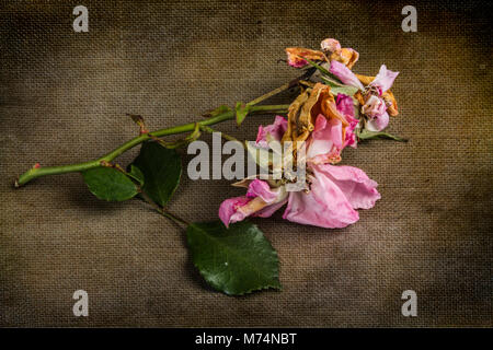 Schneiden von einem rosenbusch Stockfoto