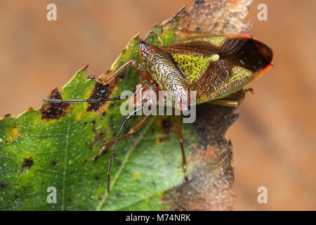 Weißdorn (Acanthosoma haemorrhoidale Shieldbug) in Ruhe auf Blatt. Tipperary, Irland Stockfoto