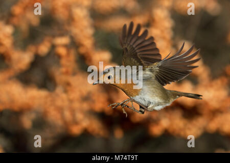 Robin im Flug Stockfoto