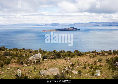 Esel auf der Isla del Sol im Titicaca-see in Bolivien Stockfoto