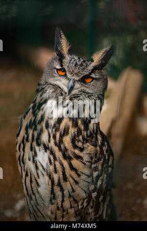 Porträt einer verschlafenen Großen Eigenen mit wunderschönen orange Augen, Nahaufnahme Stockfoto