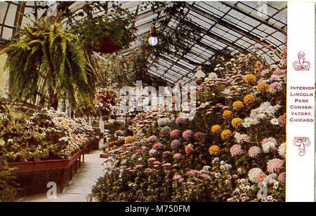 Interieur, Lincoln Park Conservatory (NBY 1568) Stockfoto