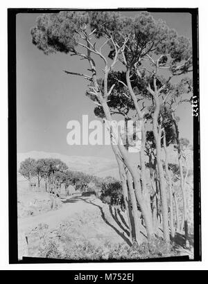 Jebel Sunnin & Beskinta Dorf. Die Straße am Eingang der Beskinta matpc 12700 Loc. Stockfoto