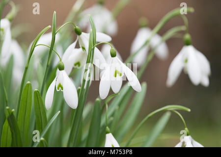 Galanthus 'Magnet'. Snowdrop 'Magnet' Blüte im Februar. Großbritannien Stockfoto
