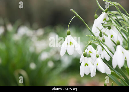 Galanthus 'Magnet'. Snowdrop 'Magnet' Blüte im Februar. Großbritannien Stockfoto